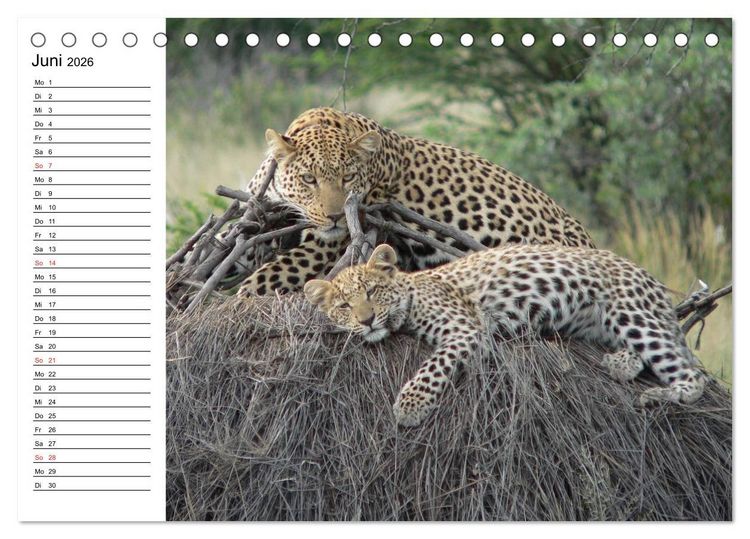 Produktbild: Leoparden. Elegante J&auml;ger (Tischkalender 2026 DIN A5 quer), CALVENDO Monatskalender