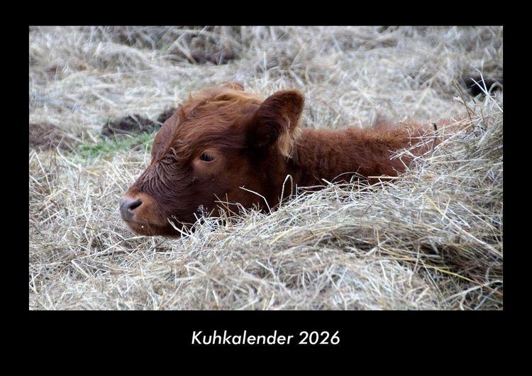 Produktbild: Kuhkalender 2026 Fotokalender DIN A3