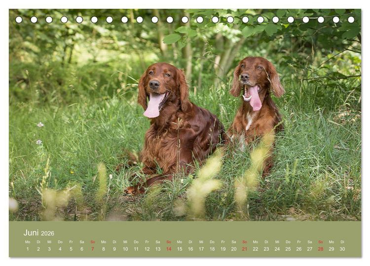 Produktbild: Setter - Geliebter Freund und Jagdkamerad (Tischkalender 2026 DIN A5 quer), CALVENDO Monatskalender