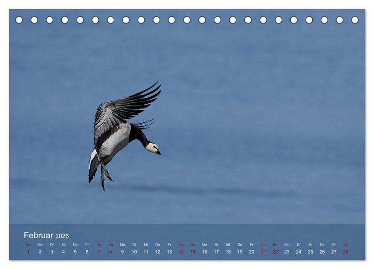 Produktbild: V&ouml;gel an Deutschlands K&uuml;sten (Tischkalender 2026 DIN A5 quer), CALVENDO Monatskalender