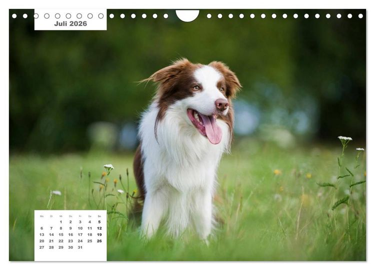 Produktbild: Rassehunde (Wandkalender 2026 DIN A4 quer), CALVENDO Monatskalender