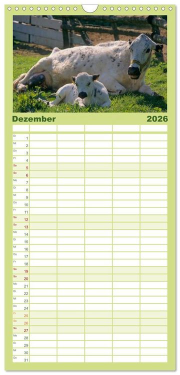 Produktbild: Familienplaner 2026 - Rinder auf dem Lande mit 5 Spalten (Wandkalender, 21 x 45 cm) CALVENDO