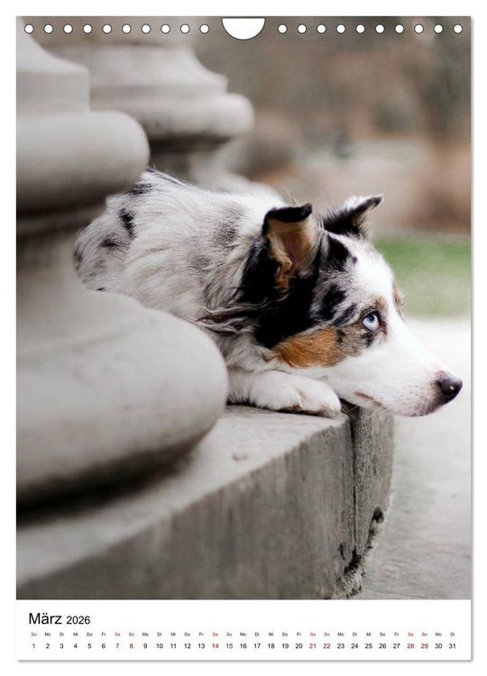 Produktbild: Australian Shepherd - Beste Freunde (Wandkalender 2026 DIN A4 hoch), CALVENDO Monatskalender