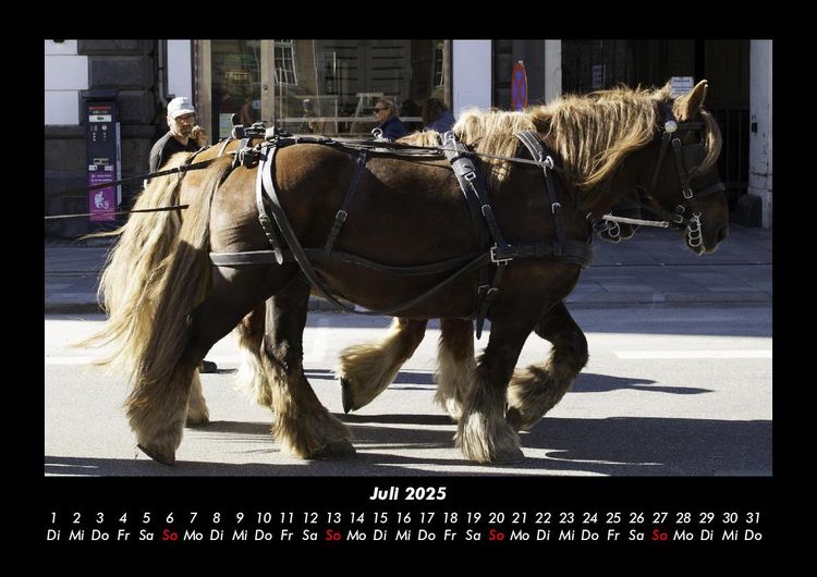 Produktbild: Die Welt der Pferde 2025 Fotokalender DIN A3