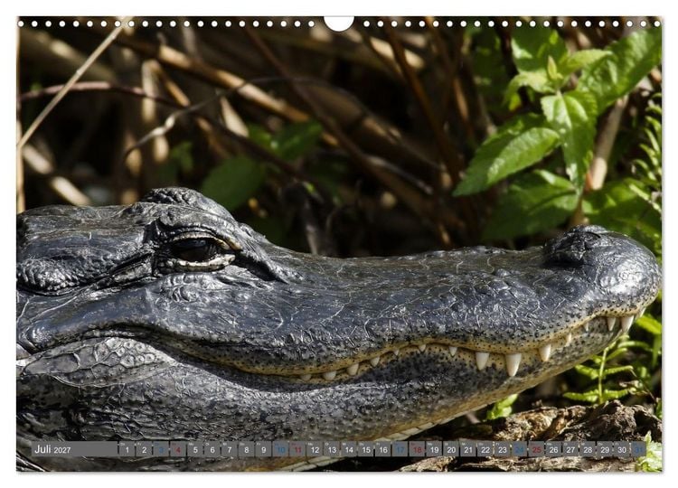 Produktbild: Sunshine State Florida Natur, Tierwelt und Nationalparks (Wandkalender 2027 DIN A3 quer), CALVENDO Monatskalender