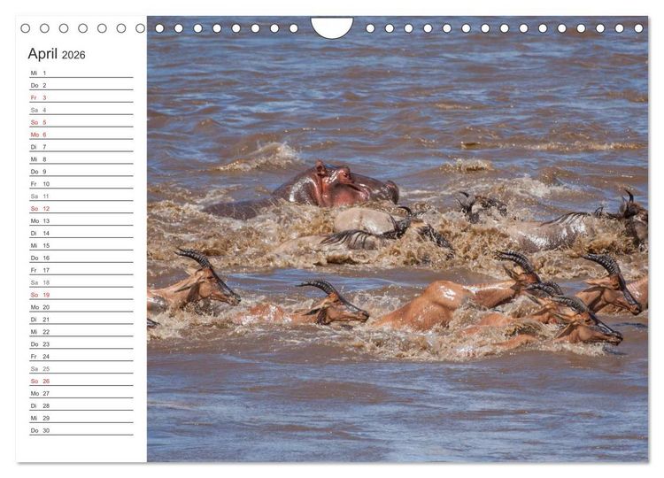 Produktbild: Emotionale Momente: Nilpferde hautnah (Wandkalender 2026 DIN A4 quer), CALVENDO Monatskalender