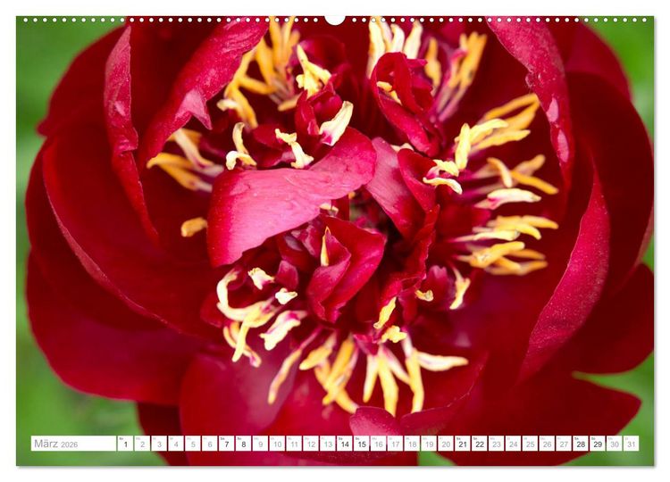 Produktbild: Pfingstrosentraum (hochwertiger Premium Wandkalender 2026 DIN A2 quer), Kunstdruck in Hochglanz