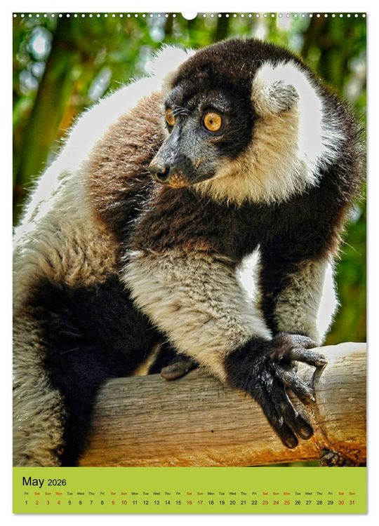 Produktbild: Adorable lemurs (Wall Calendar 2026 DIN A2 portrait), CALVENDO 12 Month Wall Calendar