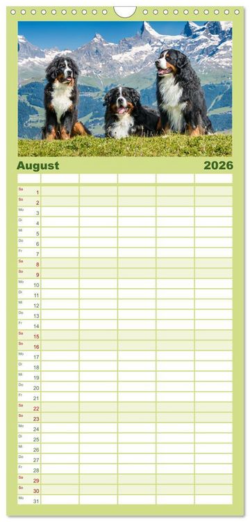 Produktbild: Familienplaner 2026 - Berner Sennenhunde - Traumhunde mit Charme mit 5 Spalten (Wandkalender, 21 x 45 cm) CALVENDO