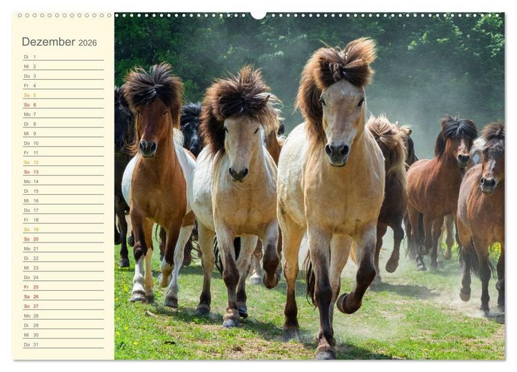 Produktbild: Mit Islandpferden durch das Jahr Geburtstagskalender (Wandkalender 2026 DIN A2 quer), CALVENDO Monatskalender