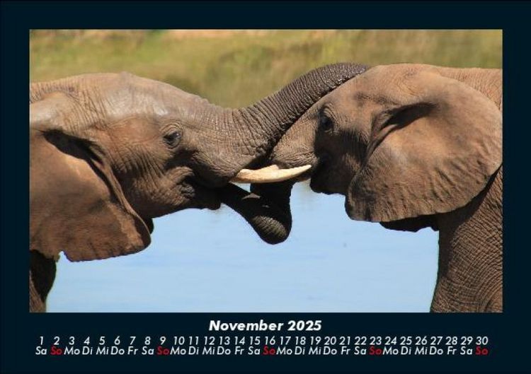 Produktbild: Der Elefantenkalender 2025 Fotokalender DIN A5