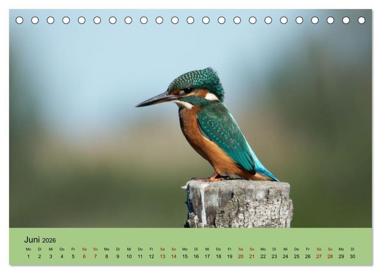 Produktbild: Flamingo und Co - Faszinierende Vogelwelt S&uuml;dfrankreichs (Tischkalender 2026 DIN A5 quer), CALVENDO Monatskalender