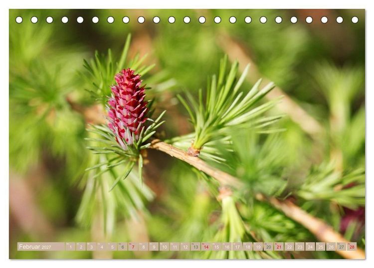 Produktbild: Faszinierende Pflanzenwelt (Tischkalender 2027 DIN A5 quer), CALVENDO Monatskalender