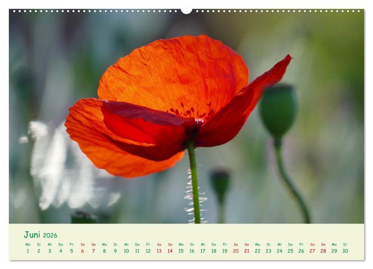 Produktbild: Naturwunder Bl&uuml;ten (hochwertiger Premium Wandkalender 2026 DIN A2 quer), Kunstdruck in Hochglanz