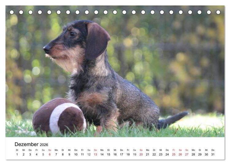 Produktbild: Ein Dackelkind blickt zur&uuml;ck (Tischkalender 2026 DIN A5 quer), CALVENDO Monatskalender