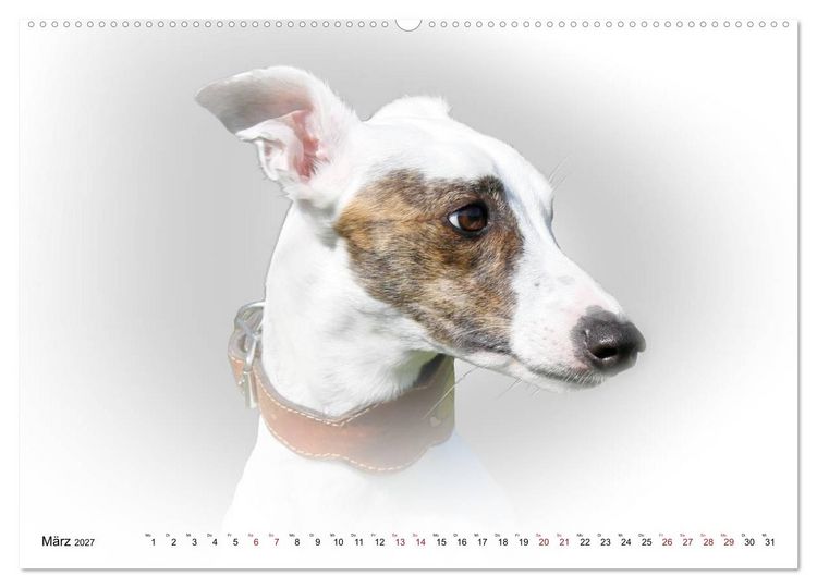 Produktbild: Windhund Portrait 2027 White Edition (Wandkalender 2027 DIN A2 quer), CALVENDO Monatskalender