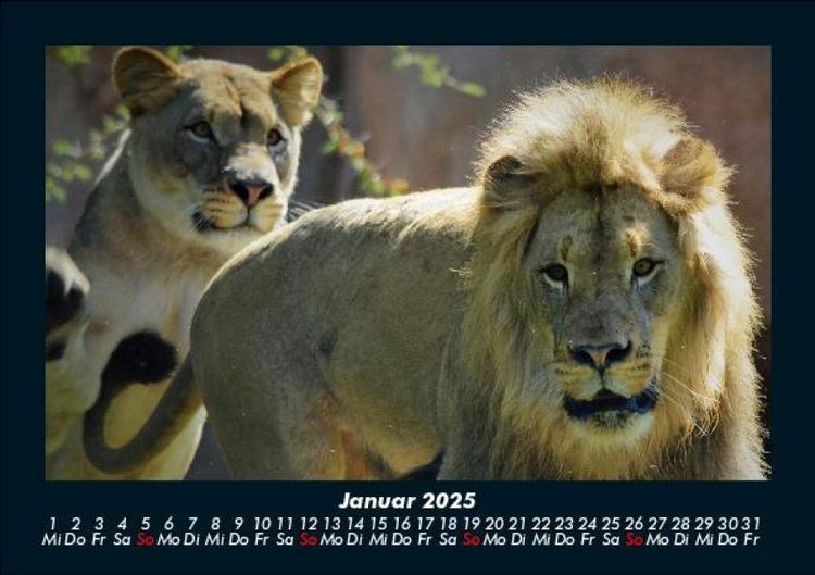 Produktbild: Welt der Tiere 2025 Fotokalender DIN A5