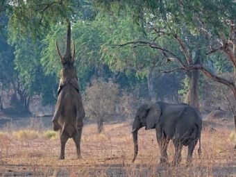Produktbild: CALVENDO Puzzle Mana pools Nationalpark | 1000 Teile Lege-Gr&ouml;&szlig;e 64x48cm Foto-Puzzle f&uuml;r gl&uuml;ckliche Stunden