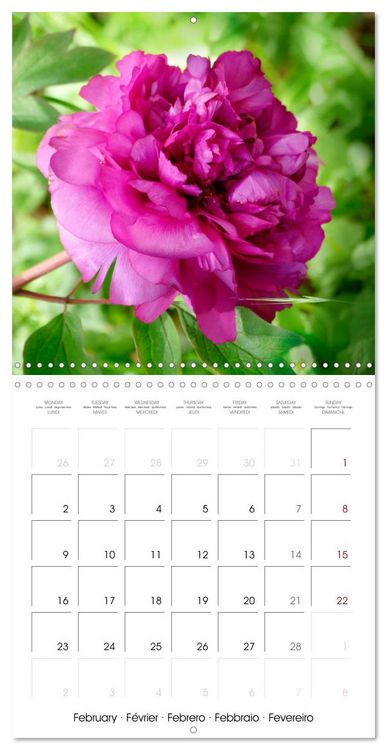 Produktbild: Peonies as painted (Wall Calendar 2026 12 &times; 12 Inch) CALVENDO 12 Month Wall Calendar
