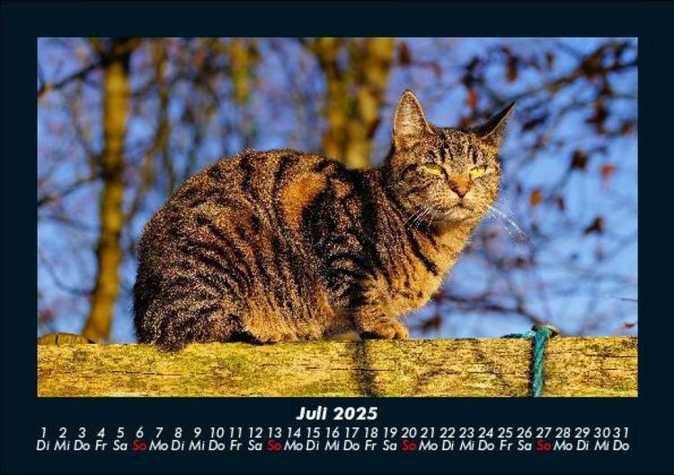 Produktbild: F&uuml;r Katzenfreunde 2025 Fotokalender DIN A5