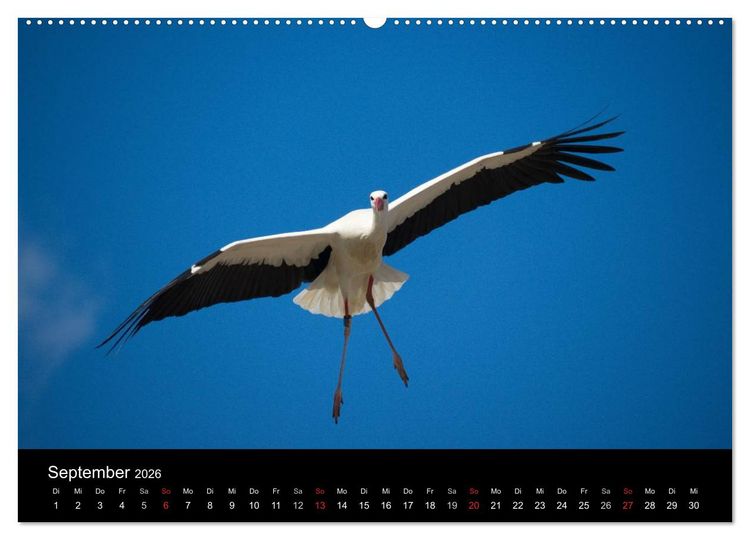 Produktbild: Ein Jahr bei den St&ouml;rchen (Wandkalender 2026 DIN A2 quer), CALVENDO Monatskalender