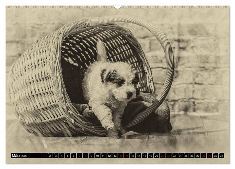 Produktbild: Parson Jack Russel Welpen (Wandkalender 2026 DIN A2 quer), CALVENDO Monatskalender