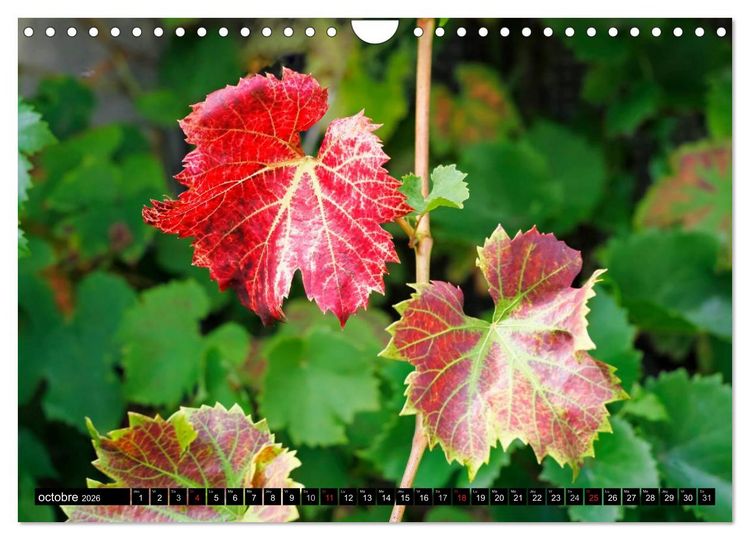 Produktbild: LE VIN (Calendrier mural 2026 DIN A4 vertical), CALVENDO calendrier mensuel