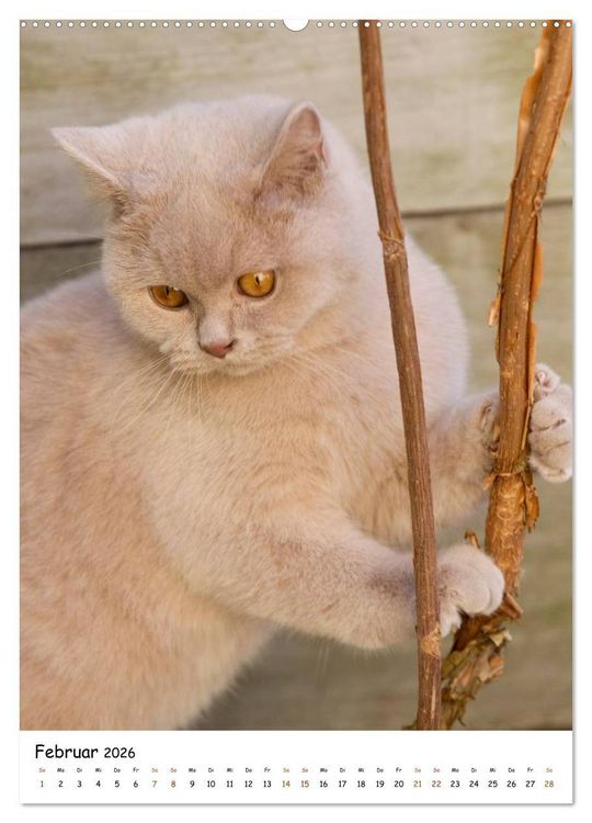 Produktbild: bezaubernde Britisch Kurzhaar Katzen (hochwertiger Premium Wandkalender 2026 DIN A2 hoch), Kunstdruck in Hochglanz