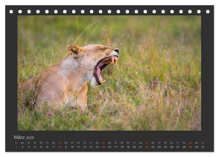 Produktbild: L&ouml;wen Wildlife-Fotografien (Tischkalender 2026 DIN A5 quer), CALVENDO Monatskalender