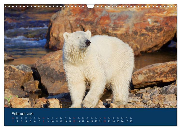 Produktbild: Das Leben der etwas "anderen" Eisb&auml;ren! (Wandkalender 2026 DIN A3 quer), CALVENDO Monatskalender