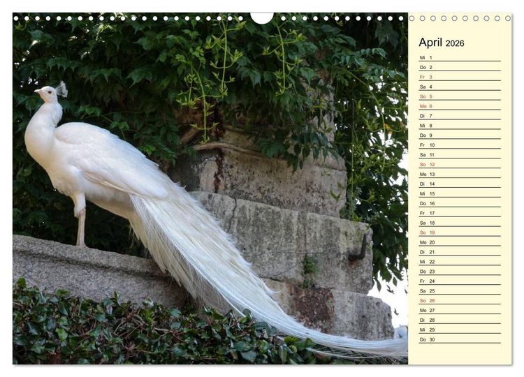 Produktbild: Pfaue. Pr&auml;chtig und schillernd (Wandkalender 2026 DIN A3 quer), CALVENDO Monatskalender