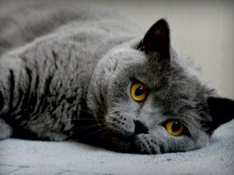 Produktbild: CALVENDO Puzzle Britischkurzhaar Katze. Ein Motiv aus dem Kalender GRAUE ENGEL 1000 Teile Puzzle quer | 1000 Teile Lege-Gr&ouml;&szlig;e 64 &times; 48 cm Foto-Puzzle f&uuml;r gl&uuml;ckliche Stunden