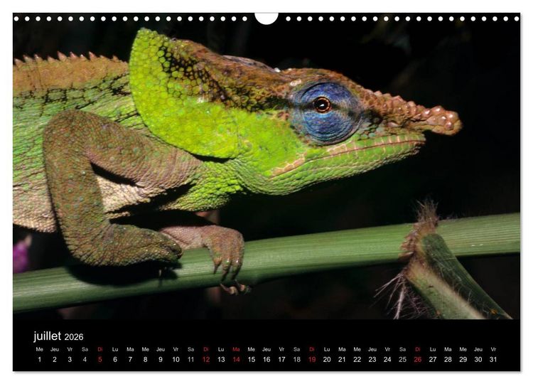 Produktbild: Cam&eacute;l&eacute;ons - Petits dragons d'Afrique. (Calendrier mural 2026 DIN A3 vertical), CALVENDO calendrier mensuel
