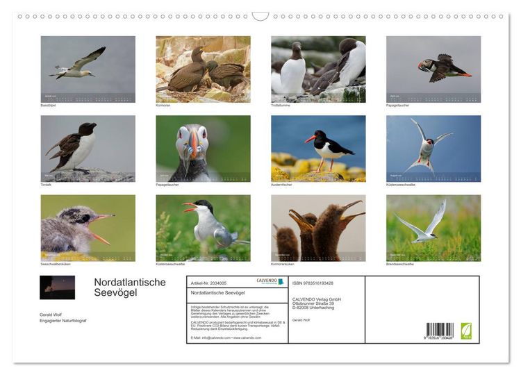 Produktbild: Nordatlantische Seev&ouml;gel (Wandkalender 2026 DIN A2 quer), CALVENDO Monatskalender