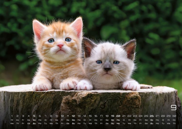 Produktbild: Miau Kids - kleine Tiger ganz gro&szlig; - Der Katzenkalender - 2027 - Kalender DIN A2