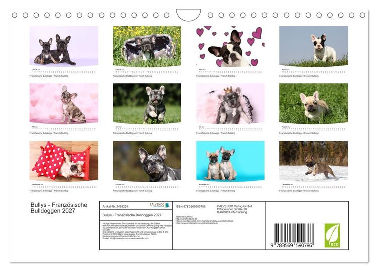 Produktbild: Bullys - Franz&ouml;sische Bulldoggen 2027 (Wandkalender 2027 DIN A4 quer), CALVENDO Monatskalender