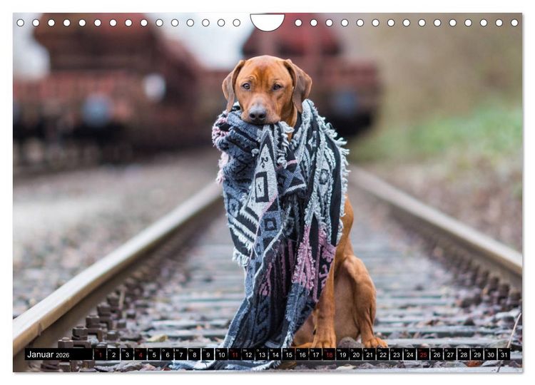 Produktbild: Ridgeback King (Wandkalender 2026 DIN A4 quer), CALVENDO Monatskalender