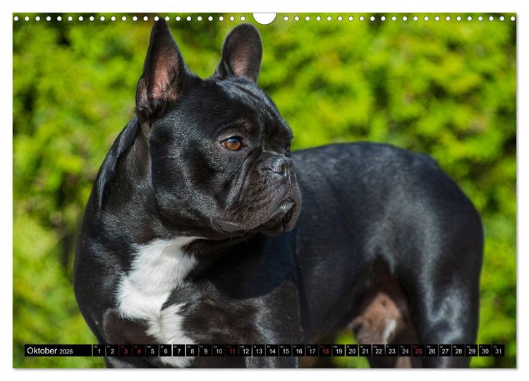 Produktbild: Franz&ouml;sische Bulldogge - Clown auf 4 Pfoten (Wandkalender 2026 DIN A3 quer), CALVENDO Monatskalender