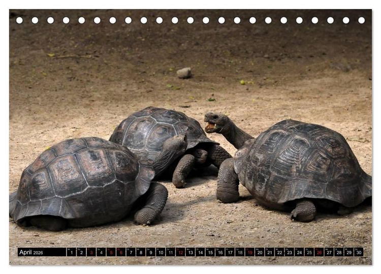 Produktbild: Galapagos Archipel- Faszination Tierwelt (Tischkalender 2026 DIN A5 quer), CALVENDO Monatskalender