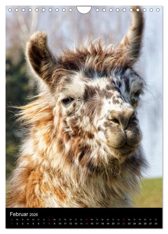 Produktbild: LAMAS (Wandkalender 2026 DIN A4 hoch), CALVENDO Monatskalender