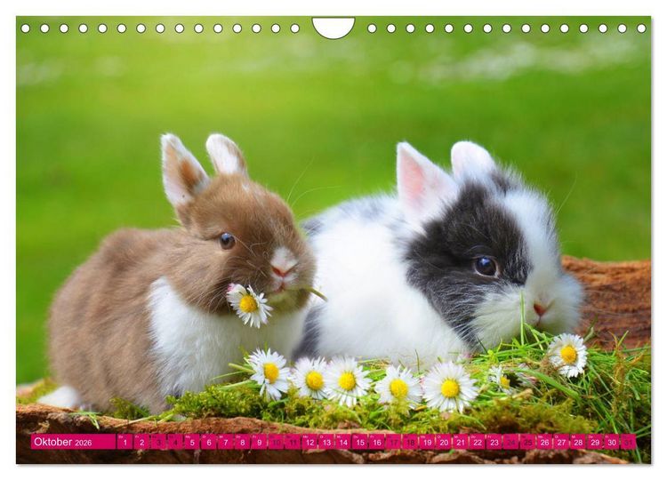 Produktbild: Kaninchen. Putzig, flauschig und geliebt (Wandkalender 2026 DIN A4 quer), CALVENDO Monatskalender