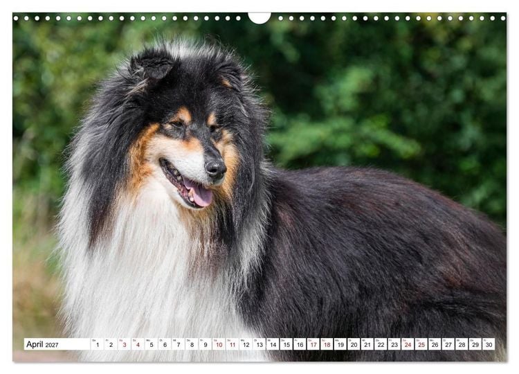 Produktbild: Traumhund Collie - Mein bester Freund (Wandkalender 2027 DIN A3 quer), CALVENDO Monatskalender