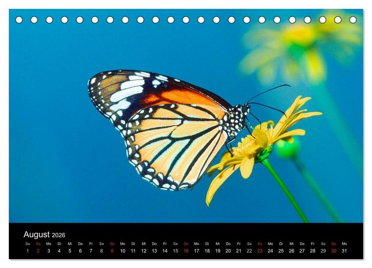 Produktbild: Schmetterlinge (Tischkalender 2026 DIN A5 quer), CALVENDO Monatskalender