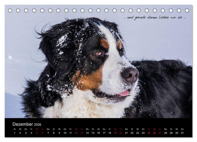 Produktbild: So ist er. Der Berner Sennenhund (Tischkalender 2026 DIN A5 quer), CALVENDO Monatskalender