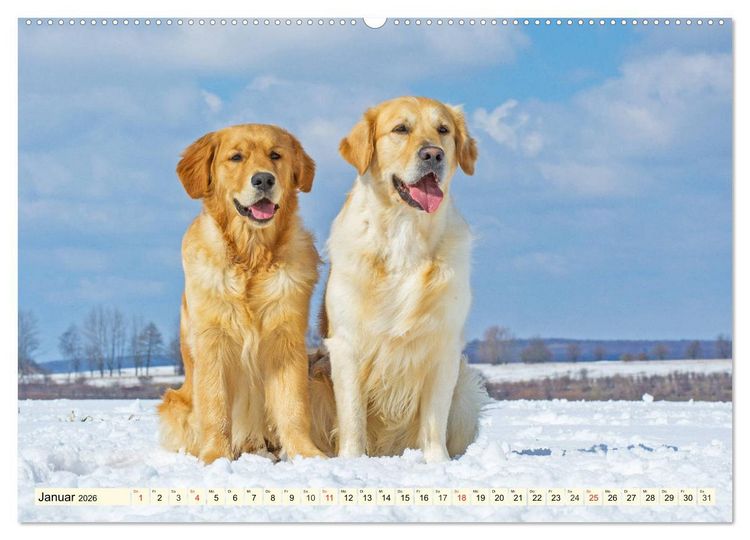 Produktbild: Golden Retriever - Freunde auf 4 Pfoten (Wandkalender 2026 DIN A2 quer), CALVENDO Monatskalender