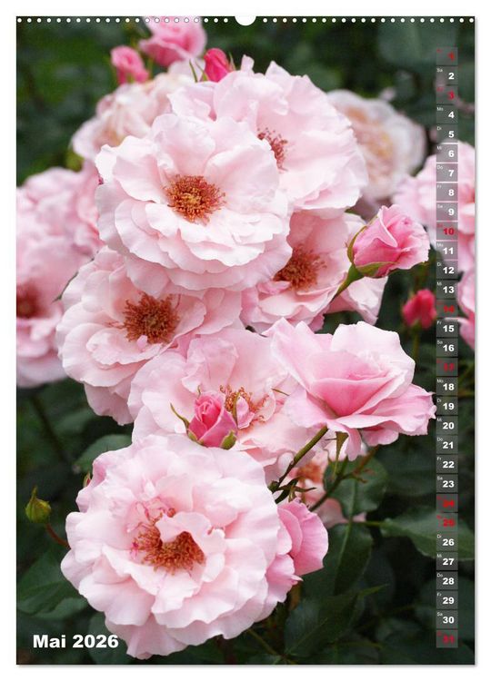 Produktbild: Sch&ouml;nste Rosen (Wandkalender 2026 DIN A2 hoch), CALVENDO Monatskalender