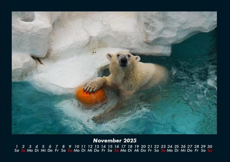 Produktbild: Eisb&auml;ren 2025 Fotokalender DIN A4
