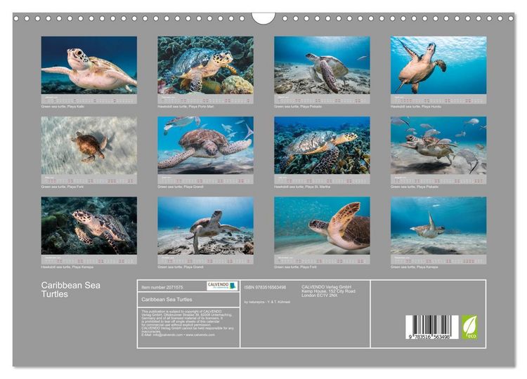 Produktbild: Caribbean Sea Turtles (Wall Calendar 2026 DIN A3 landscape), CALVENDO 12 Month Wall Calendar
