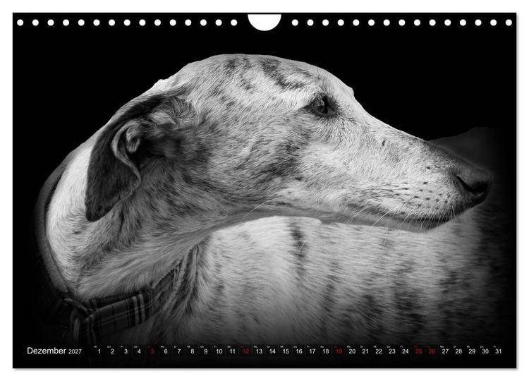 Produktbild: Galgo Espa&ntilde;ol - der spanische Windhund 2027 (Wandkalender 2027 DIN A4 quer), CALVENDO Monatskalender