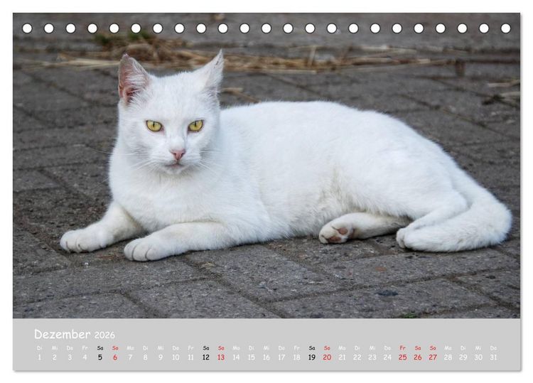 Produktbild: Katzen des S&uuml;dens (Tischkalender 2026 DIN A5 quer), CALVENDO Monatskalender